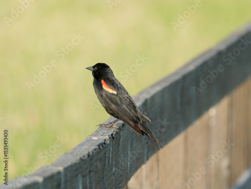 Red Winged Black Bird