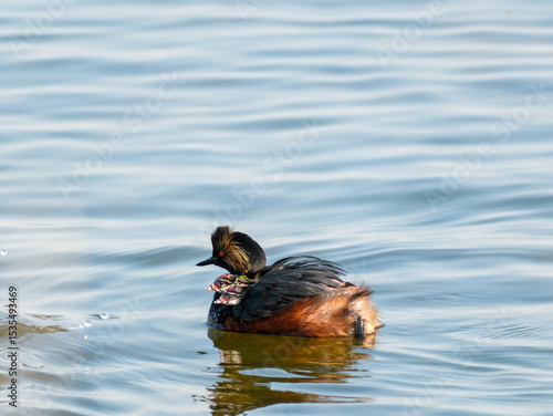 Black-necked Grebe