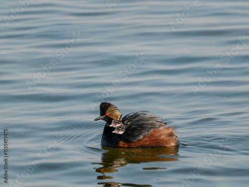 Black-necked Grebe
