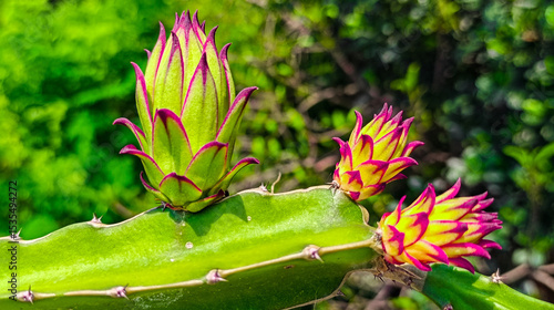 Dragon fruit tree and beautiful fruit.