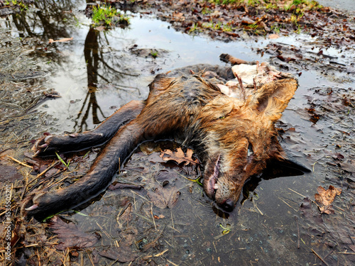 Toter Fuchs