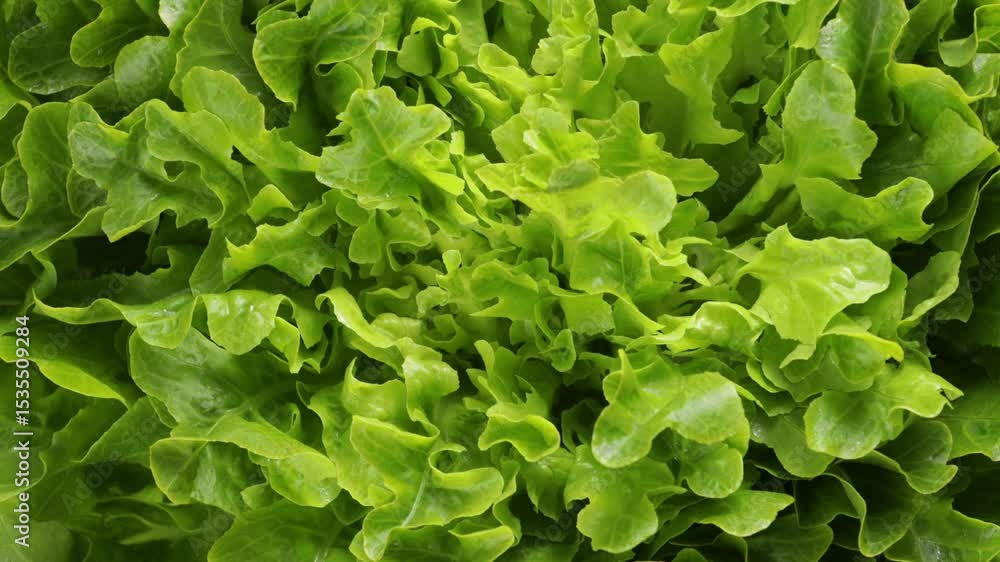 leaves lettuce vegetables top view zoom food leaves lettuce vegetables top view zoom food