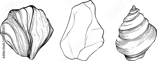 Elegant line art set featuring marble swirl and shell illustrations for design projects