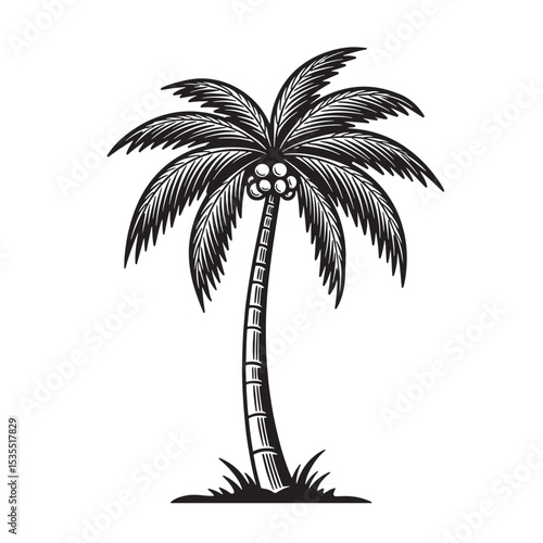 Detailed black and white illustration of a tropical palm tree isolated on a white background