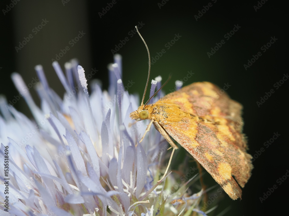 Obraz premium Pyrausta purpuralis, también conocida como la polilla púrpura y oro común