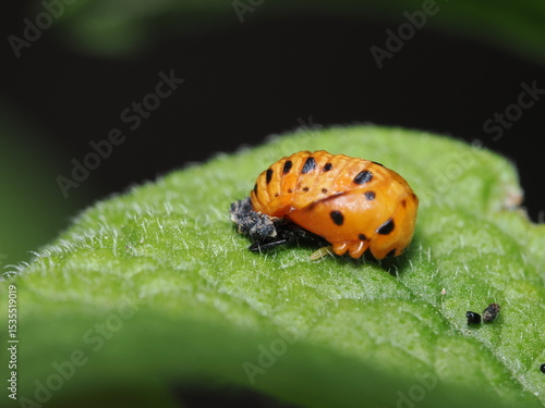 Fotografie pupa de una mariquita, específicamente la de la especie Harmonia axyridis
