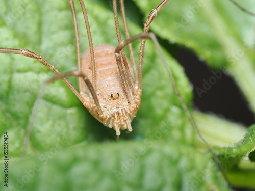 Valokuvatapetti Opilio parietinus, también conocido como opilión común o segador