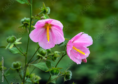 Saltmarsh Mallow blooming at the John Hargrove Environmental Complex in Pearland, Texas