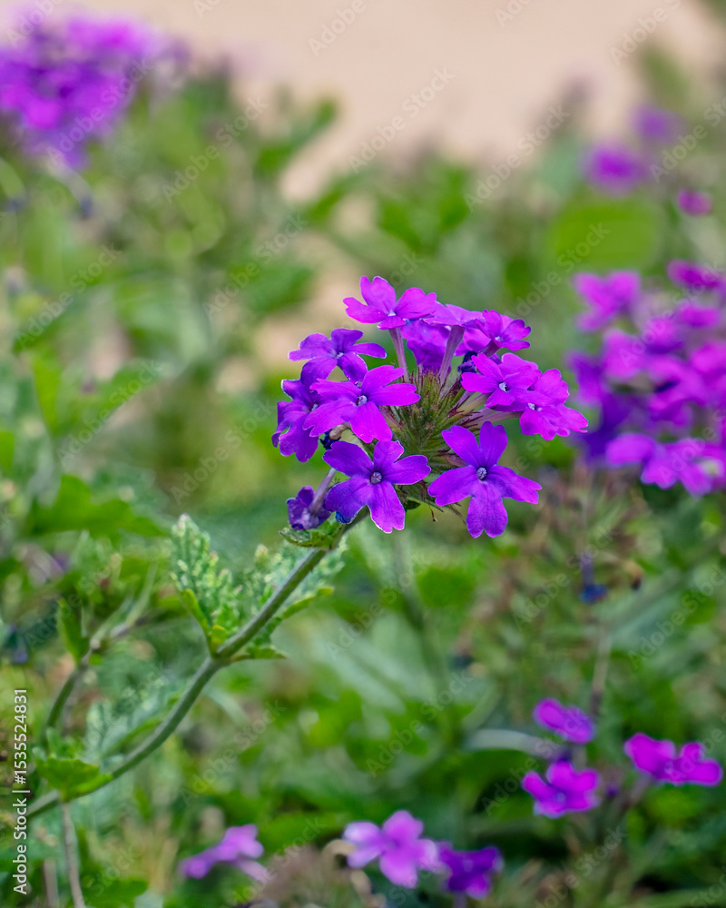 Fototapeta premium A close-up image of purple verbena, a cultivar of the native Verbena canadensis, showcases vibrant clusters of small rose-pink to purple flowers.