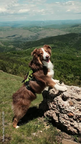 Australian shepherd dog with green harness stands on rock with stunning valley behind on mount Cigota, Serbia. Red tricolor aussie outdoor. Travel with pet concept