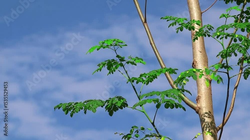 A mature Moringa oleifera tree grows tall and lush, known for its powerful health benefits and highly nutritious leaves.