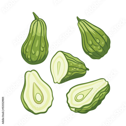 Freshly harvested green chayote squash fruits with whole and sliced sections vector illustration