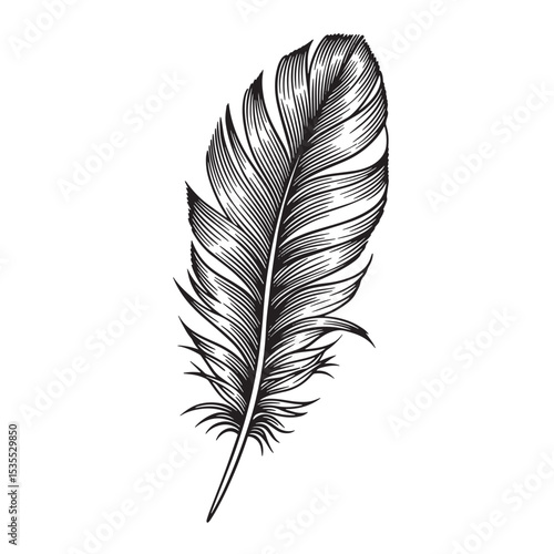 Detailed black and white engraved illustration of a single feather representing freedom elegance and tranquility on white background