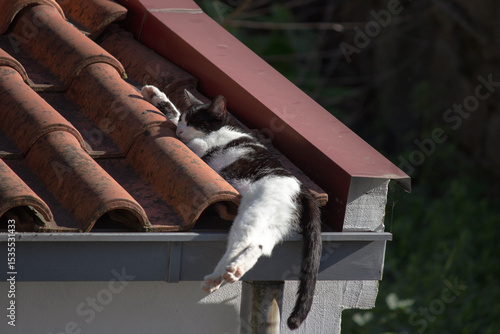 Black and white cat sleeping on the roof