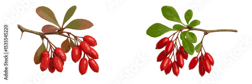 Red berries on branches displaying leaves under natural light