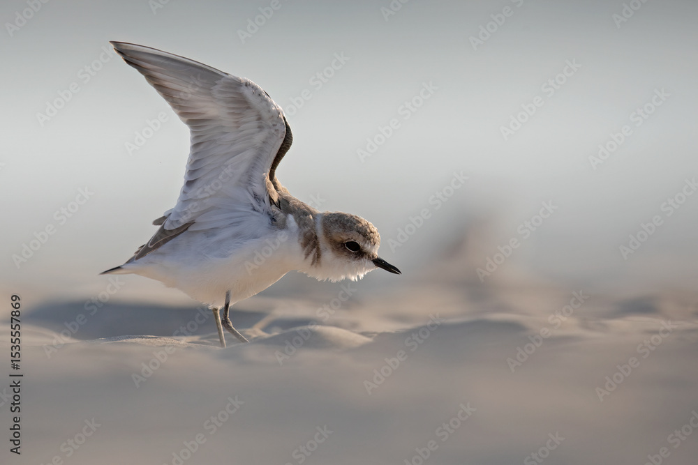 Obraz premium Kentish Plover (Charadrius alexandrinus) in natural habitat. Coastal bird photography ideal for nature, wildlife, and conservation projects.