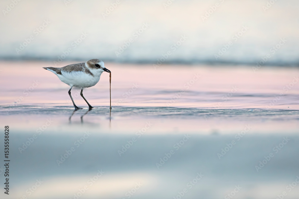 Fototapeta premium Kentish Plover (Charadrius alexandrinus) in natural habitat. Coastal bird photography ideal for nature, wildlife, and conservation projects.