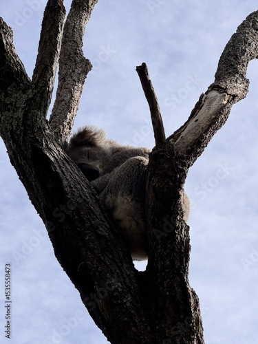 Photography koala taking a nap in a tree