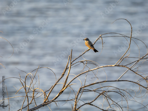 Say's Phoebe