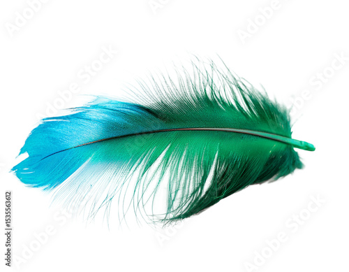 Teal & Blue Bird Feather