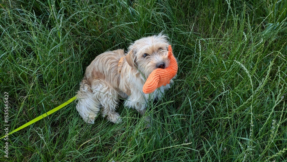 Fototapeta premium Hund mit Stofftier