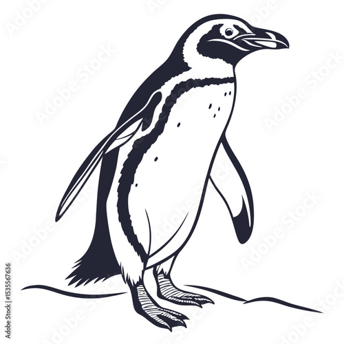 Elegant black and white illustration of a curious penguin standing proudly on surface