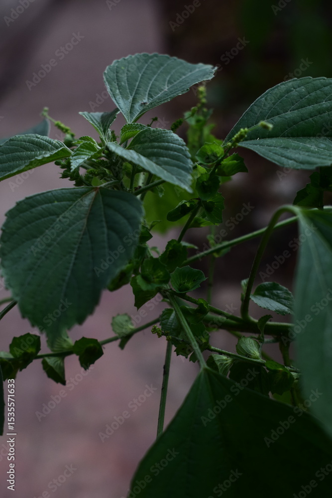 Obraz premium Lush Acalypha Indica plant with textured green leaves and subtle flowers, ideal for botanical, herbal medicine, and natural wellness themes.