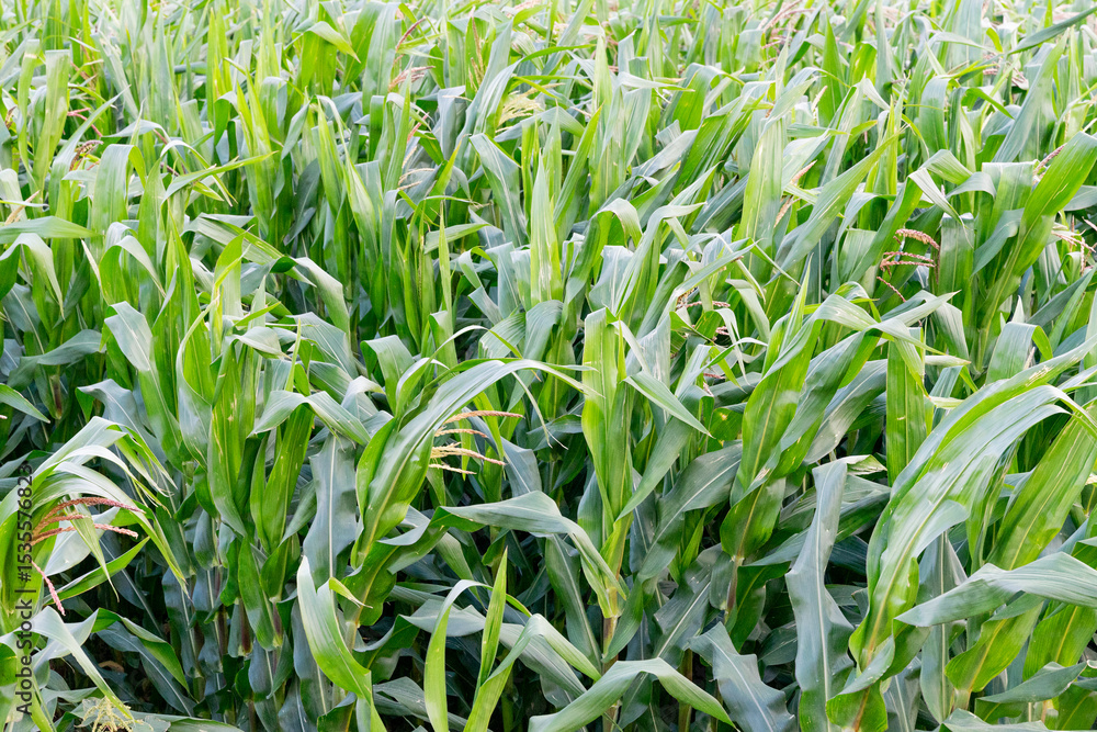 Fototapeta premium A wide, sunlit cornfield stretching across the countryside, with tall green stalks and golden tassels swaying gently in the breeze. The landscape reflects the beauty of rural agriculture and seasonal