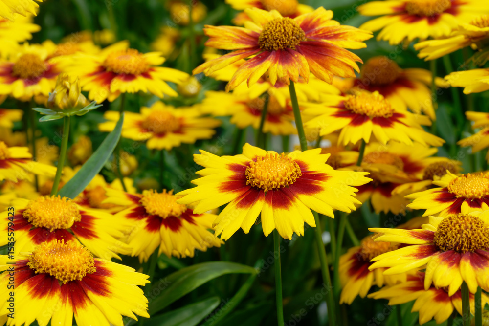 Fototapeta premium Coreopsis Perennials in the garden