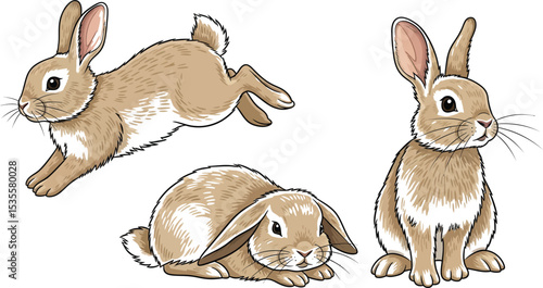 Three cartoon rabbits in different poses one jumping one sitting and one lying down on a white background