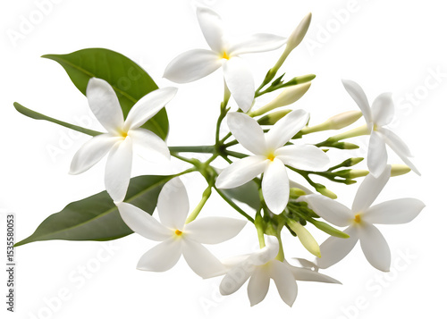 Night flowering jasmine on transparent background