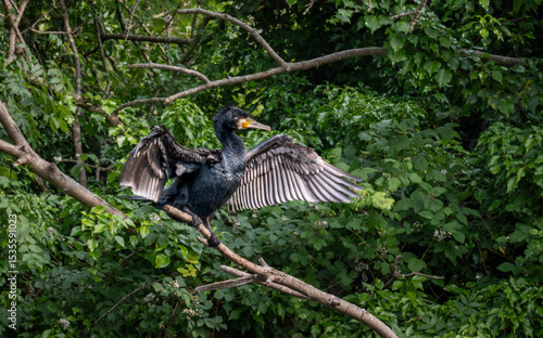 A cormorant standing on a branch and drying its wings. Cormorant (Phalacrocorax carbo) seen by the Grand Union Canal in Southall, London, UK.