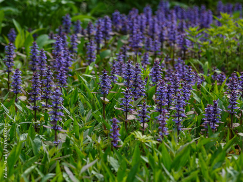 Creeping bugleweed ( Latin- Ajuga reptans ) is a perennial herbaceous plant