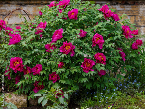 Quadro su tela Tree peony , or semi-shrub peony ( Latin- Paeonia suffruticosa) blooms in garden