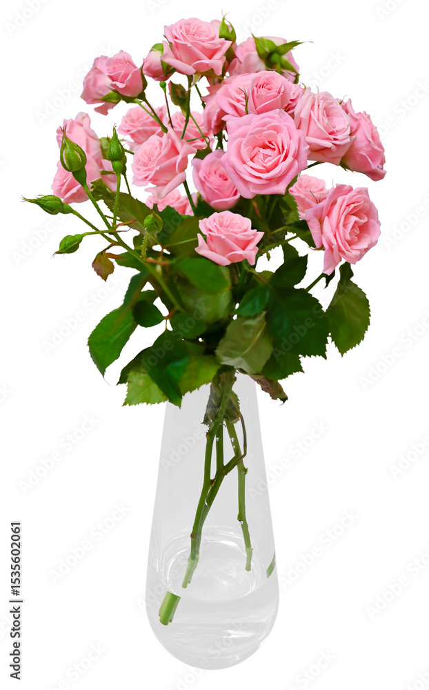 Fototapeta premium spray rose in a transparent vase