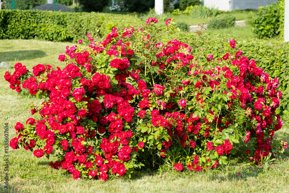 Naklejka premium Vibrant Red Roses Blooming Beautifully in a Lush, Colorful Garden of Abundant Flora