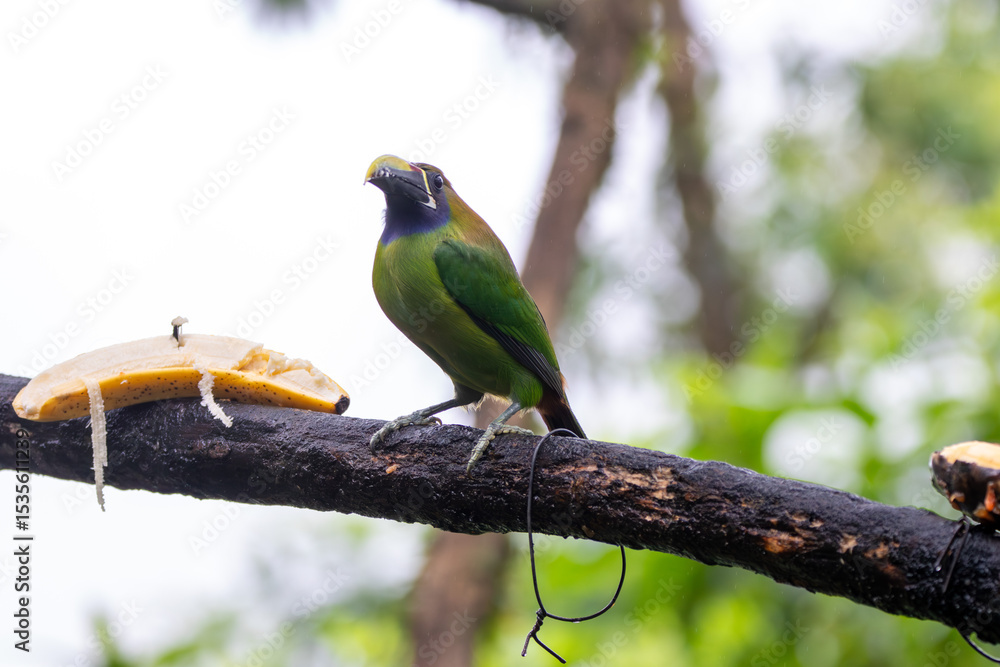 Obraz premium A Northern Emerald-Toucanet in Costa Rica