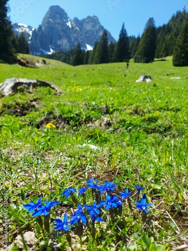 Gentian on a mountain heath in front of a mountain peak