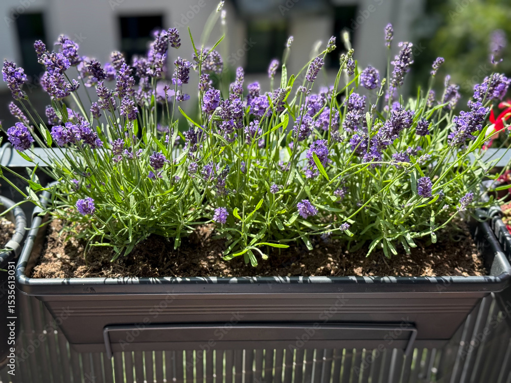 Naklejka premium Blooming purple lavender in balcony garden close up