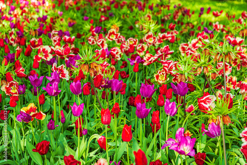 Blooming purple tulips in the park in spring. Blooming purple tulips in the park in spring.
