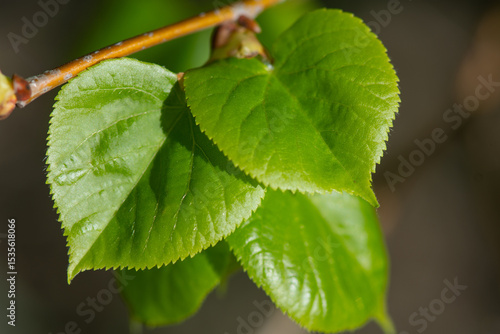 Young green linden leaves, Tilia cordata. Medicinal plants.