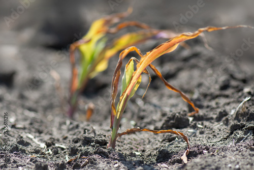 Small corn sprouts in a farm field. Drought and climate change, arid conditions for growing organic crops.