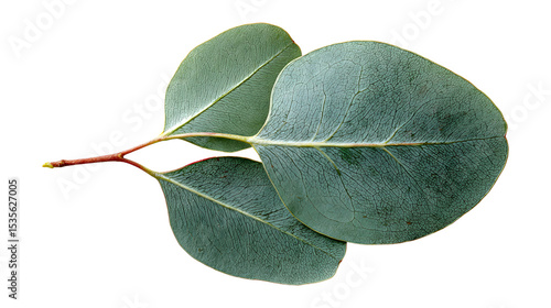 Top view of leaf green eucalyptus branch leaves isolated on transparent background