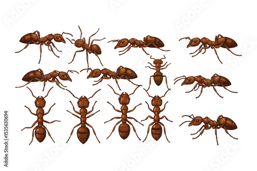 "Realistic Ant Vector Illustrations – Detailed Insect Icons in Various Poses and Angles"

