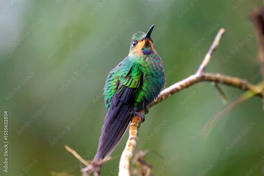 Fototapeta premium A Green-crowned Brilliant in Costa Rica