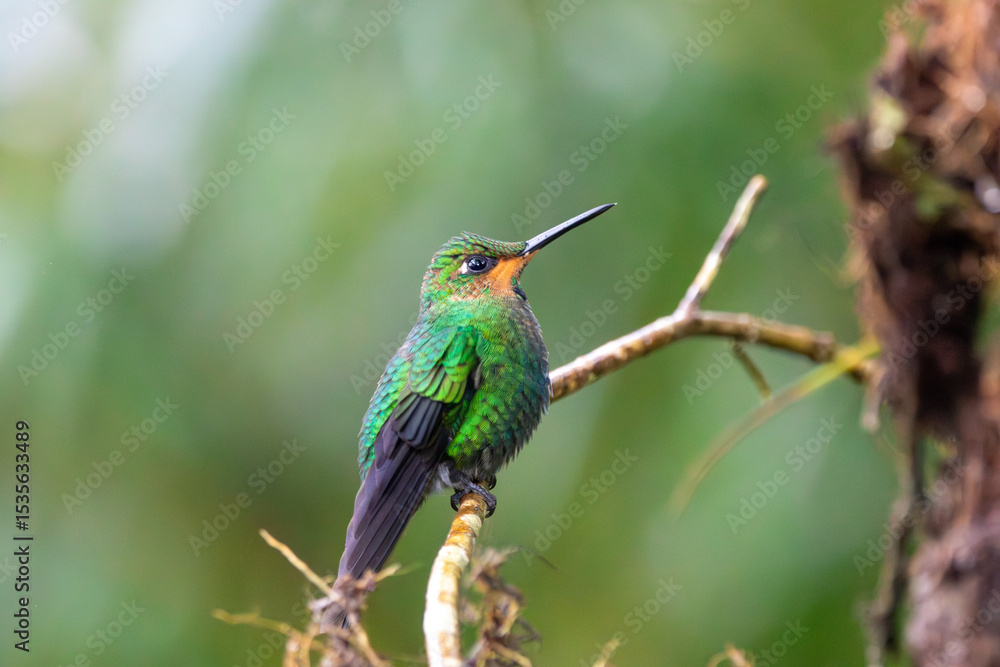 Fototapeta premium A Green-crowned Brilliant in Costa Rica