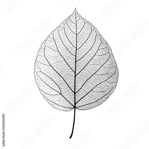 Black and white leaves on branch, png clipart transparent background