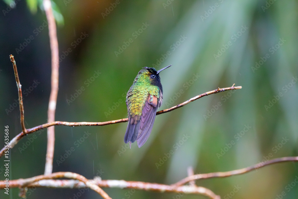 Fototapeta premium A Black-bellied Hummingbird in Costa Rica