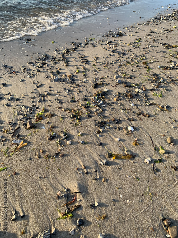 Obraz premium shells in the sand