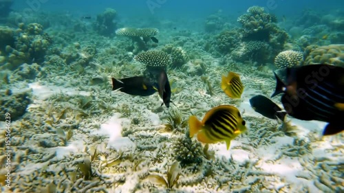 coral reef with fish and coral